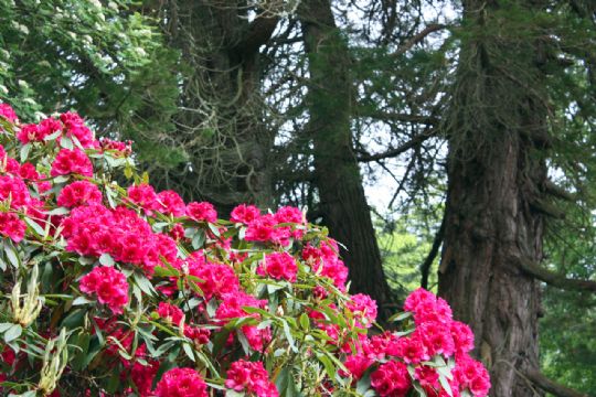 Photo: Laurieston blooms