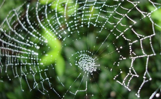 Photo: A web of connections