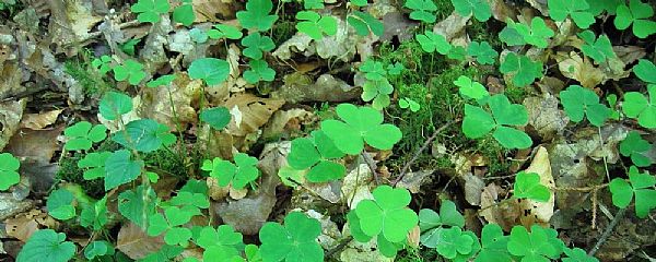 Woodsorrel