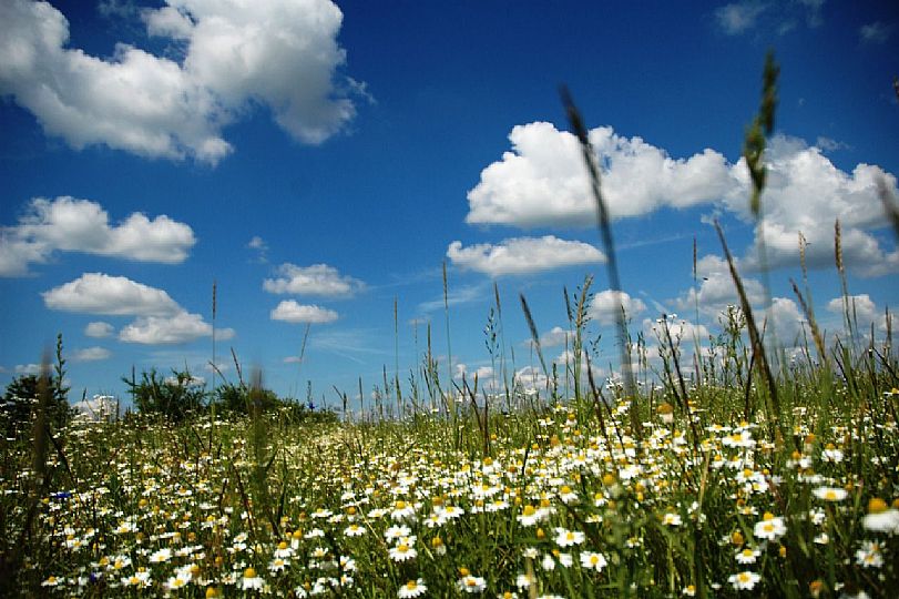 Meadow and sky