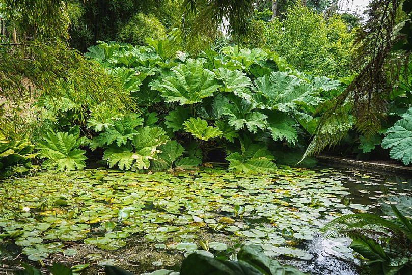 Image of gunnera at edge of a pond