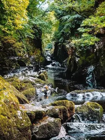 A river flows over mossy rocks in the foreground and a canopy of green leaves is above